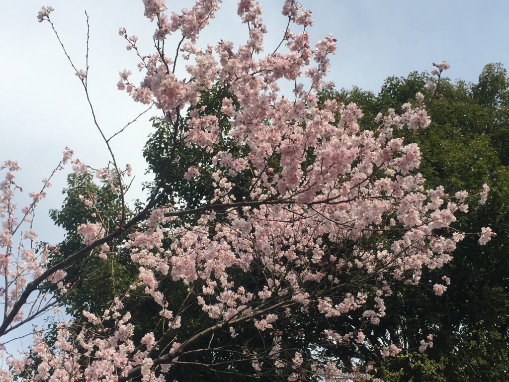01-2 千鳥ヶ淵公園の桜